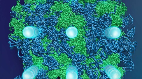 Helium–water compounds exhibit multiple superionic states