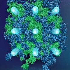 Helium–water compounds exhibit multiple superionic states