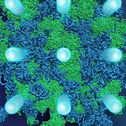 Helium–water compounds exhibit multiple superionic states
